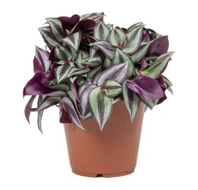 Tradescantia Zebrina- Wandering Jew